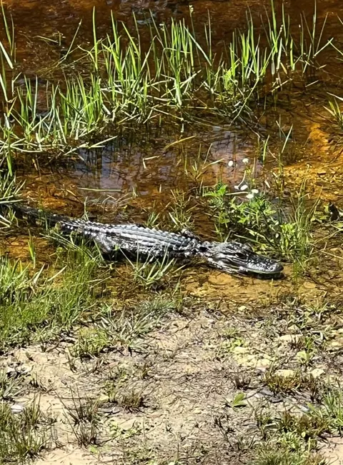 Other - 00 Clayton Rd, Cedar Key, FL 32625 photo 6 of 10