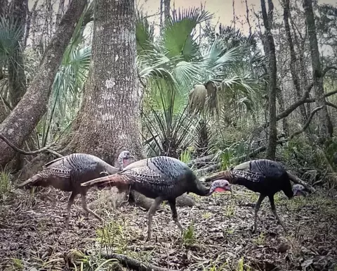 Other - 00 Clayton Rd, Cedar Key, FL 32625 photo 8 of 10