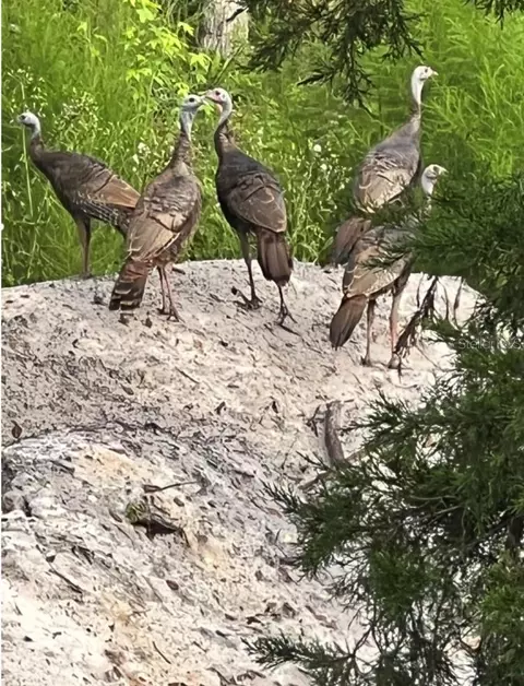 Other - 00 Clayton Rd, Cedar Key, FL 32625 photo 7 of 10