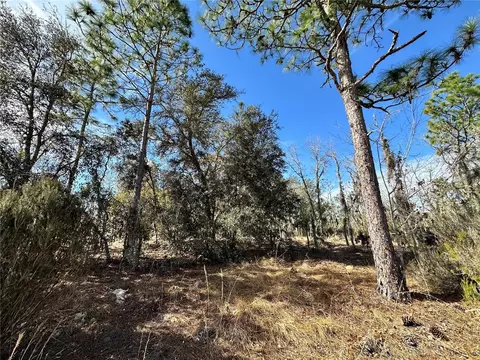 tbd NE 16th Ln, Williston, FL 32696 photo 6