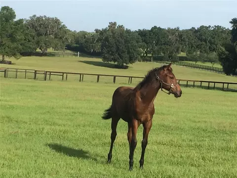 Other - 9549 NW 80th Ave, Ocala, FL 34482 photo 5 of 17
