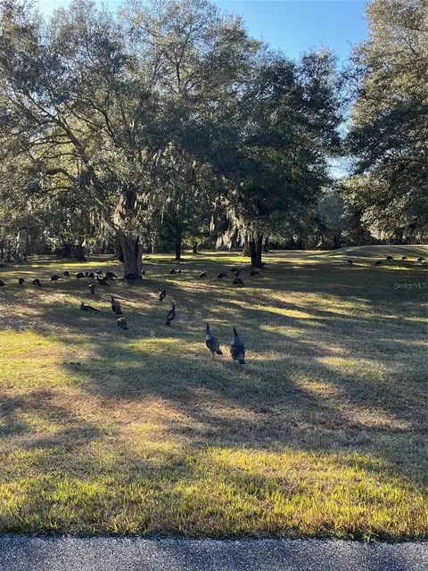 tbd NW 148 Ln, Williston, FL 32696 photo 4