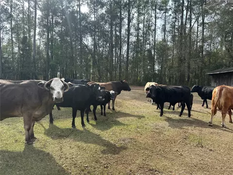 10550 NW 115th Ave, Reddick, FL 32686 photo 4