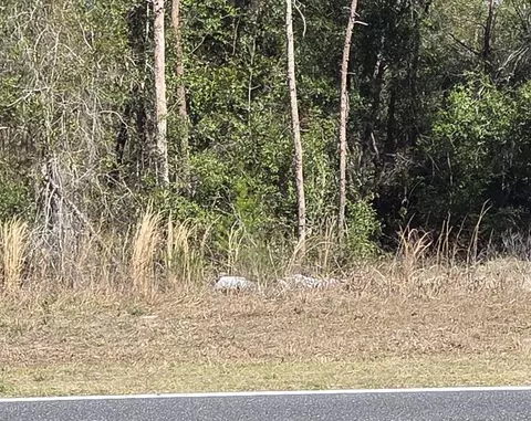 Bay Road, Ocklawaha, FL 32179