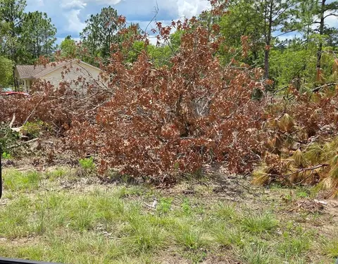 tbd NE 14th Pl, Williston, FL 32696 photo 2