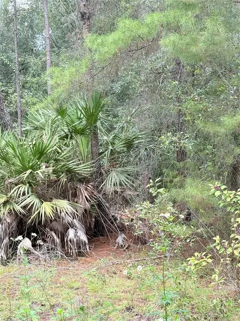 tbd NE 237th Pl, Fort Mc Coy, FL 32134