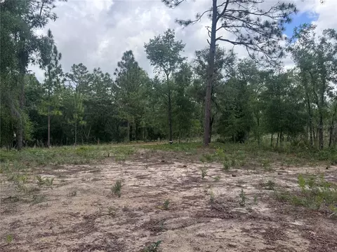 tbd NE 16th Pl, Williston, FL 32696 photo 5