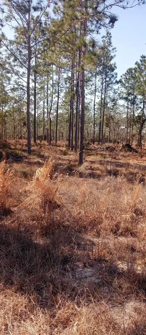 00 NE 151st Ave NE, Williston, FL 32696 photo 3