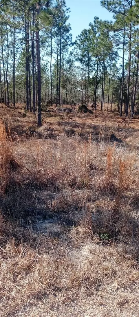 00 NE 151st Ave NE, Williston, FL 32696 photo 4