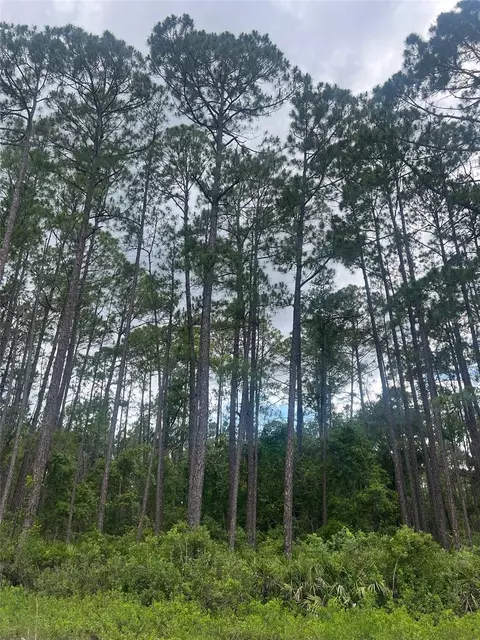 137 E Boundary Dr, Georgetown, FL 32139 photo 6