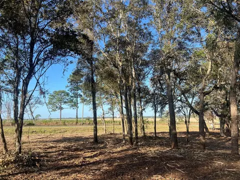 Levy Street, Williston, FL 32696 photo 13