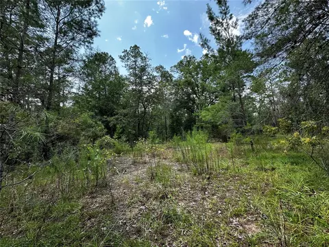 6270 NE 139th Ave, Williston, FL 32696 photo 13