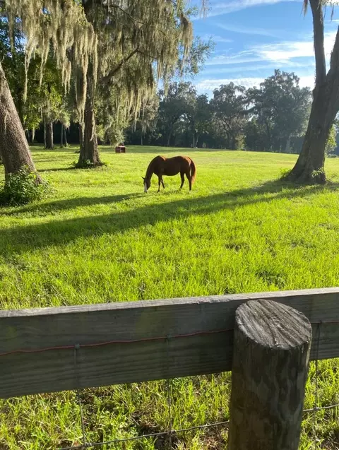 Other - 8410 NE 155th Ave, Williston, FL 32696 photo 25 of 35