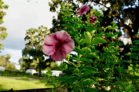 Other - 11690 NW 160th St, Reddick, FL 32686 photo 14 of 17