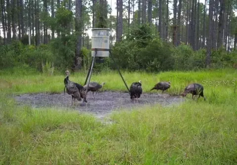 0 Doc Smith Rd, Bronson, FL 32621 photo 8
