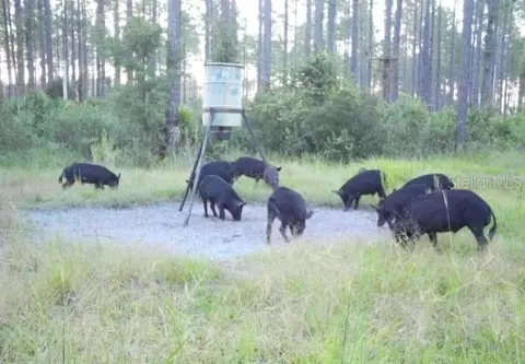 0 Doc Smith Rd, Bronson, FL 32621 photo 9