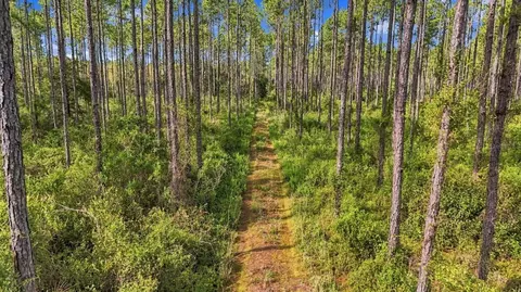 0 Doc Smith Rd, Bronson, FL 32621 photo 4