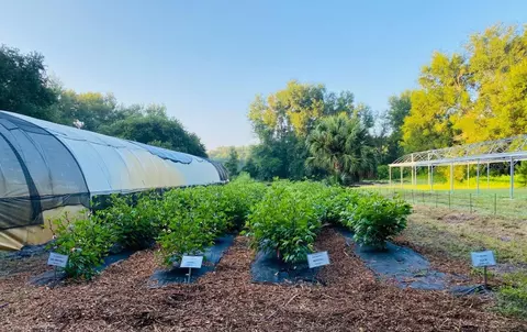Undisclosed, Leesburg, FL 34748