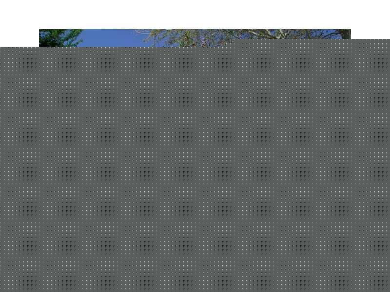 4534 Wild Plum Ln, Lutz, FL 33558 photo 1
