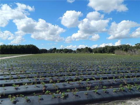 2830 N Dover Rd, Dover, FL 33527 photo 1