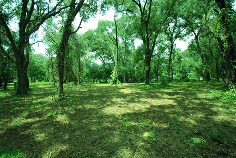 5217 Pine St, Seffner, FL 33584 photo 1