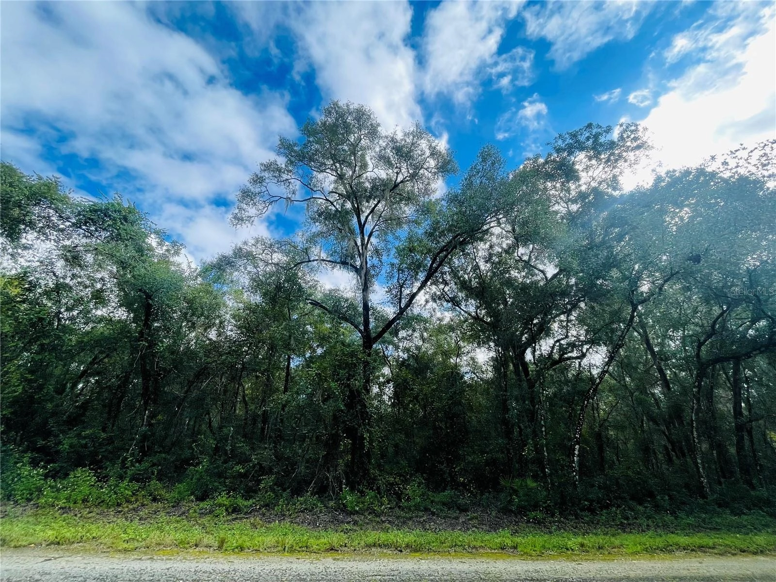 Elaine Drive, Webster, FL 33597 photo 1