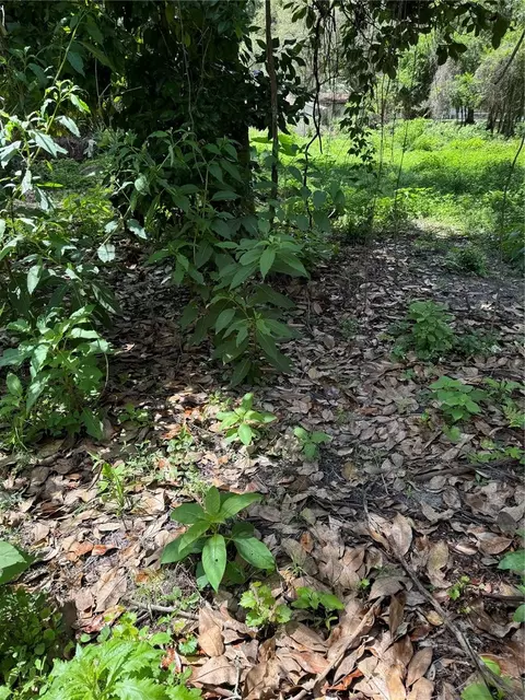 Cr 643, Bushnell, FL 33513