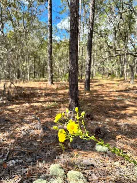 10 Apple Ct, Homosassa, FL 34446