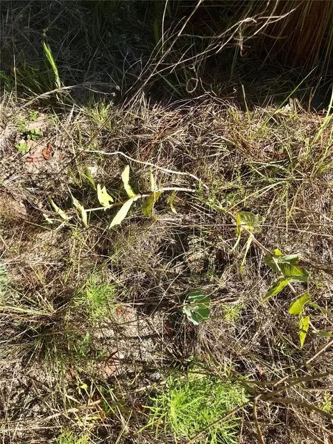 01 Unnamed, Spring Hill, FL 34610 photo 45