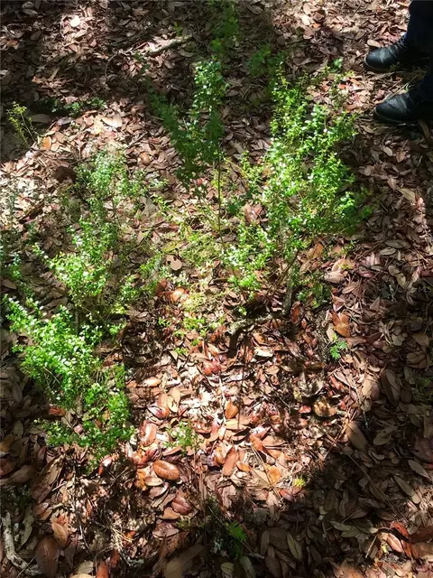 01 Unnamed, Spring Hill, FL 34610 photo 52