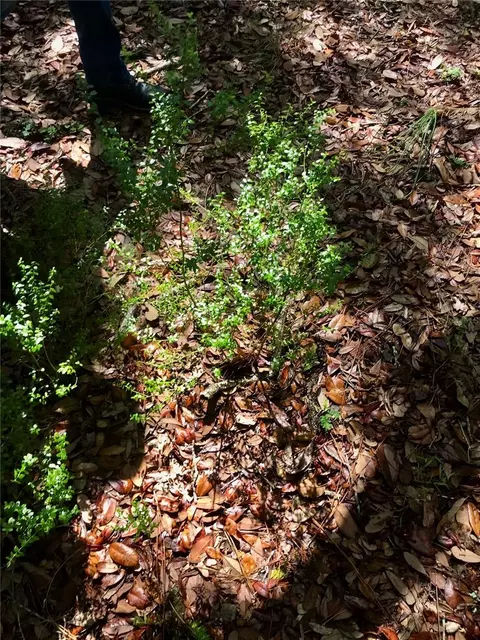 01 Unnamed, Spring Hill, FL 34610 photo 83
