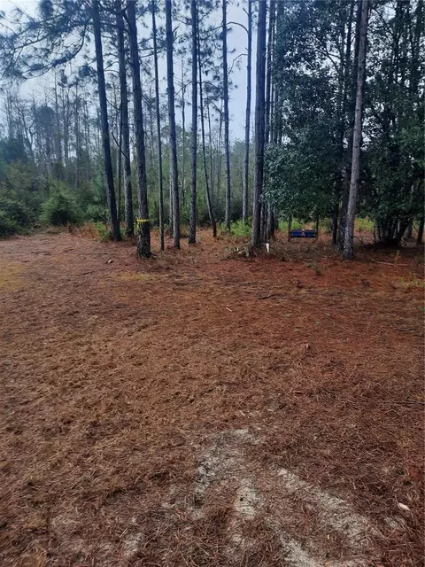 540 SW 326th Ave, Steinhatchee, FL 32359 photo 5