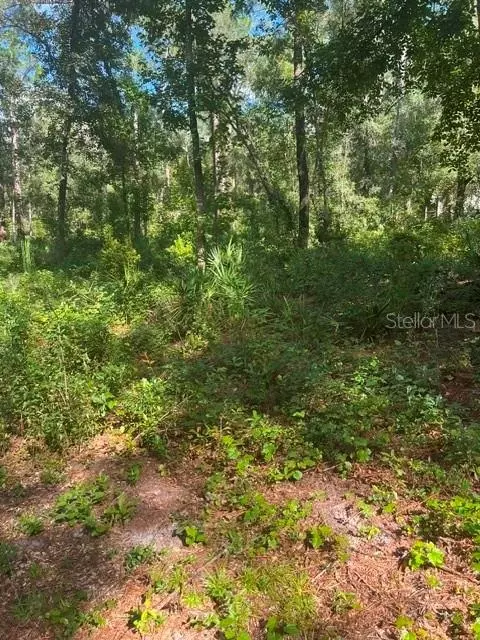 Elaine Drive, Webster, FL 33597 photo 6
