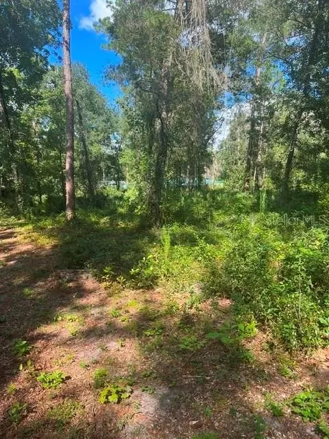 Elaine Drive, Webster, FL 33597 photo 5