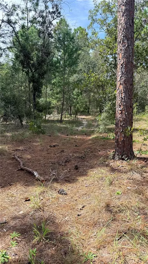 Bowman Road, Spring Hill, FL 34610 photo 6