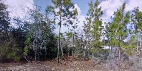 120 Duncan Ave, Interlachen, FL 32148 photo 1