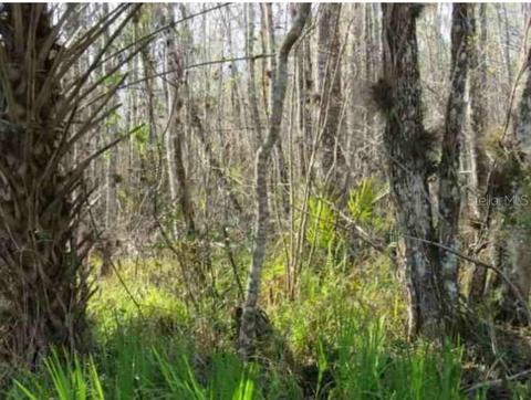 Blue Creek Road, Astor, FL 32102
