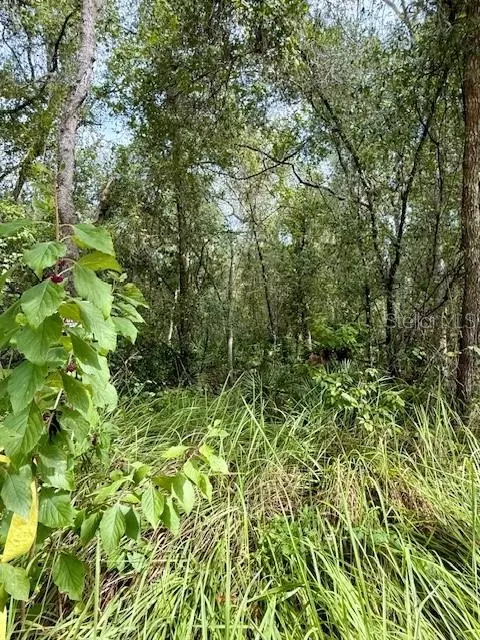 0 Gresham Rd, Webster, FL 33597 photo 15