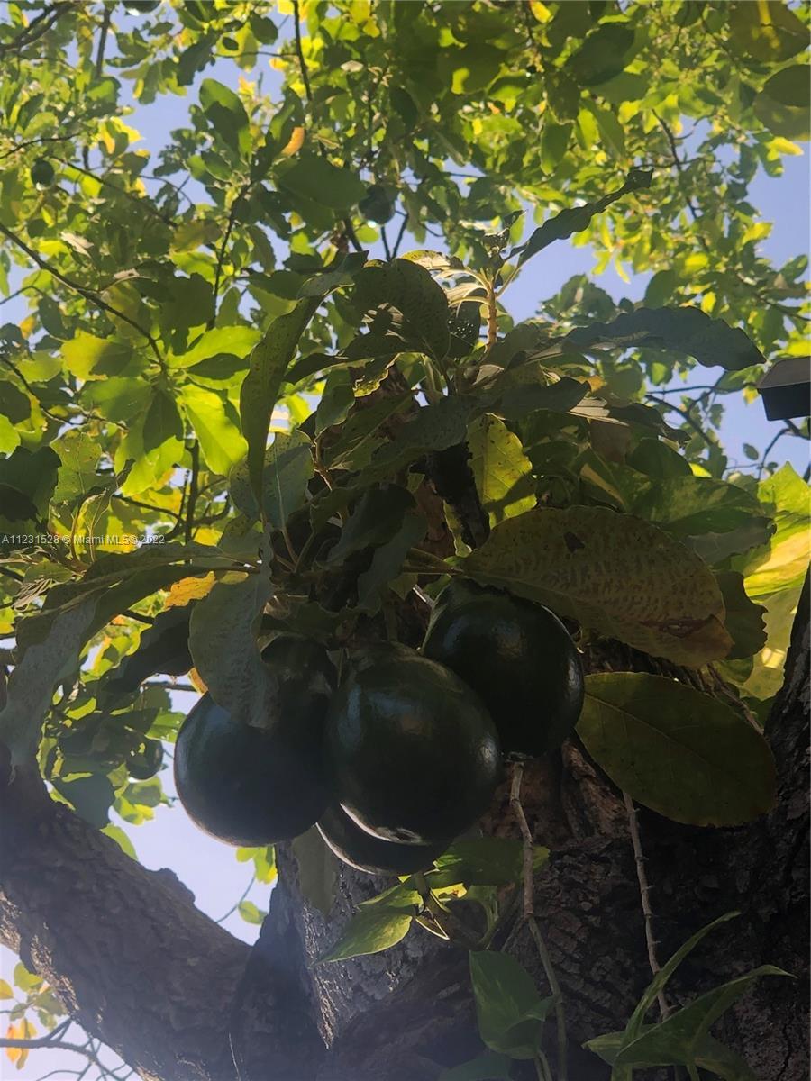  2225 Secoffee Ter, Miami, FL 33133 photo 29