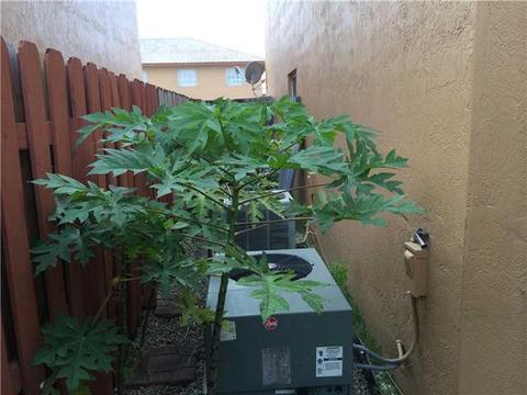 2425 W 76 St #103, Hialeah, FL 33016 photo 6