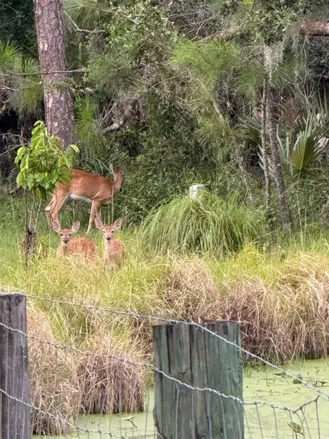 1040 Cracker Hammock, Sebring, FL 33875 photo 6
