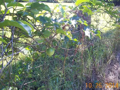 9790 Sandy Run Rd, Jupiter, FL 33478 photo 24