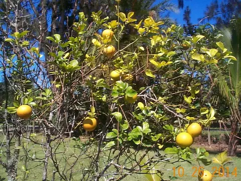 9790 Sandy Run Rd, Jupiter, FL 33478 photo 23