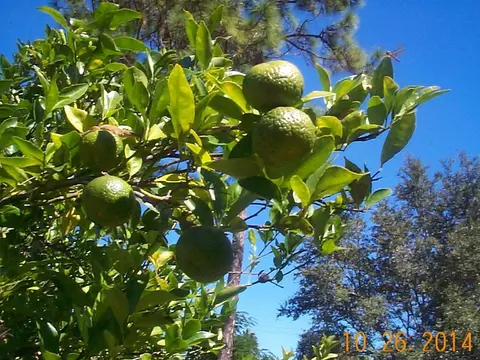 9790 Sandy Run Rd, Jupiter, FL 33478 photo 21