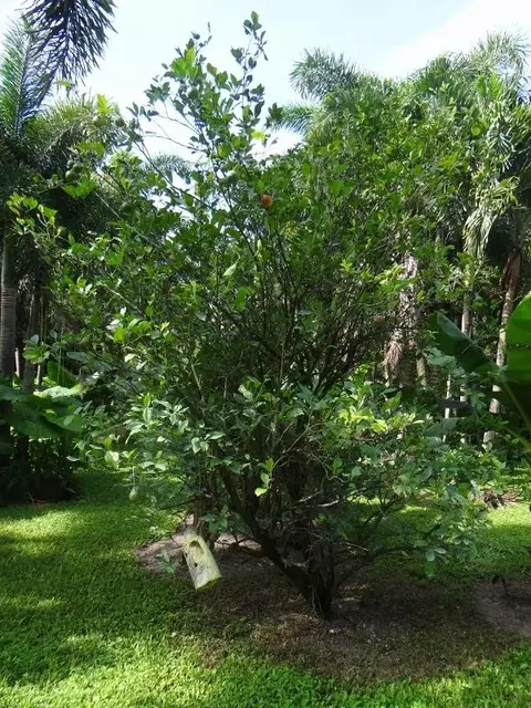 12789 Compton Rd, Loxahatchee, FL 33470 photo 44