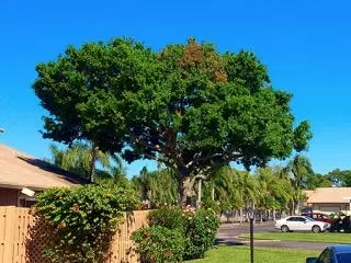 303 Maplecrest Cir, Jupiter, FL 33458 photo 4