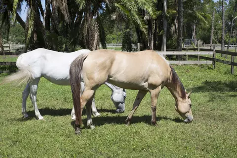 13063 150th Ct N, Jupiter, FL 33478 photo 39