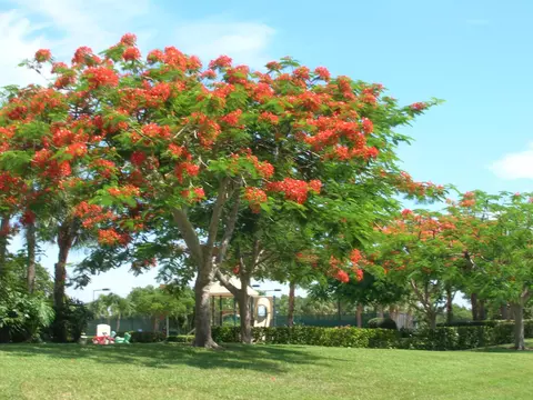 128 Sand Pine Dr, Jupiter, FL 33477 photo 22