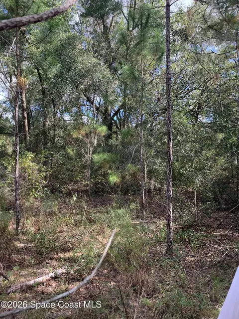 0 Co Rd 337, Bell, FL 32619 photo 3