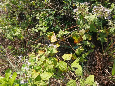 0 NE 64 Ave NE, Naples, FL 34120